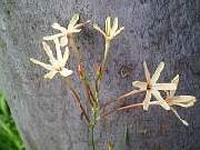 Ixia panticulata